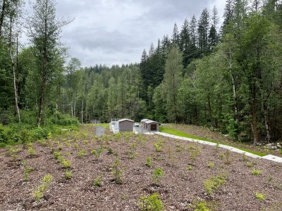 Newly planted plants covering ground in the foreground. Structures and forest in background.