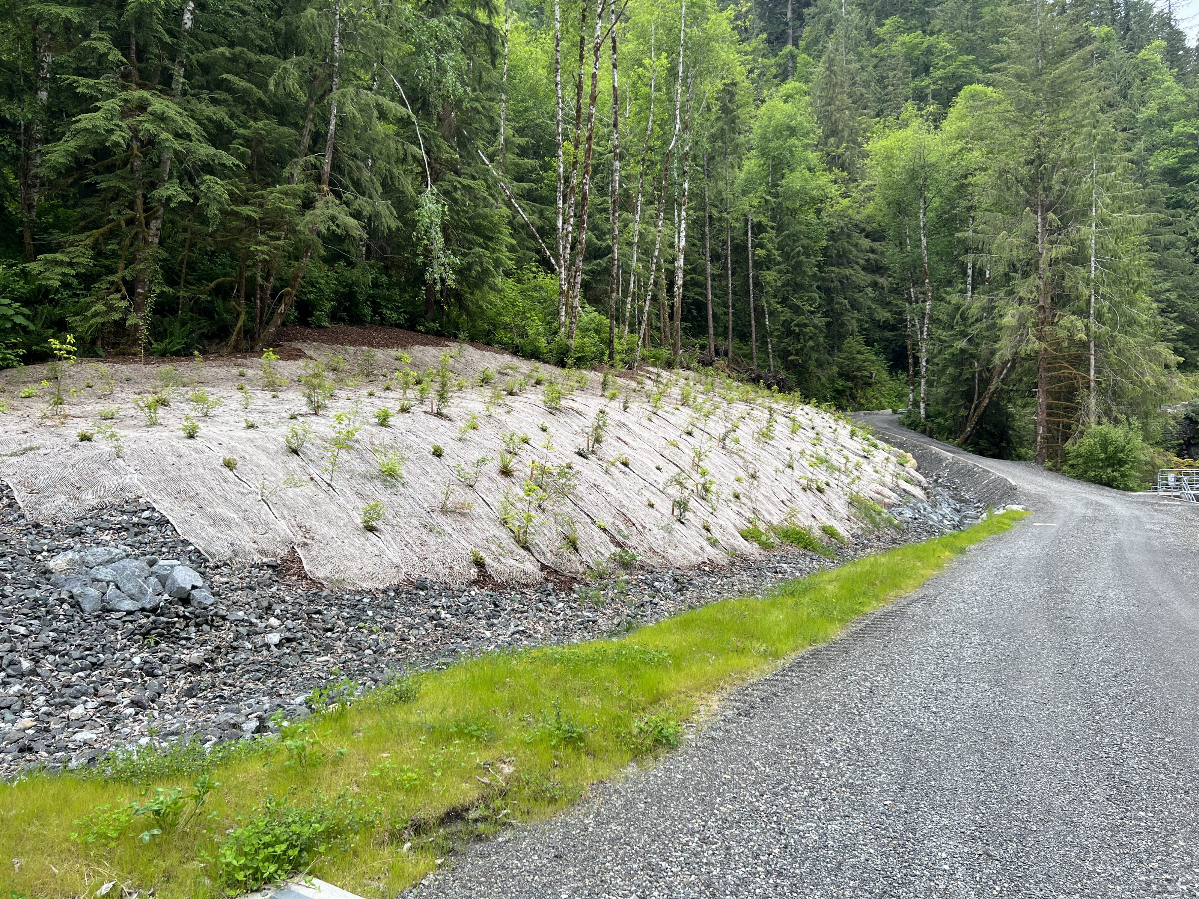 Newly planted plants along a slope adjacent to a gravel road.