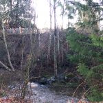 Creek flowing through trees
