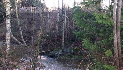 Creek flowing through trees