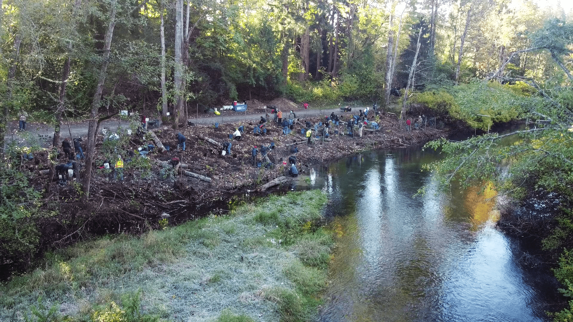 Group of volunteers planting trees alongside a creek