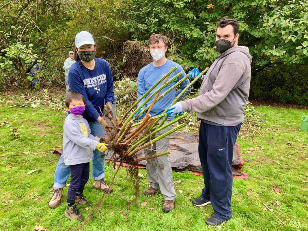 A child and three adults holding up a big invasive plant at a volunteer event