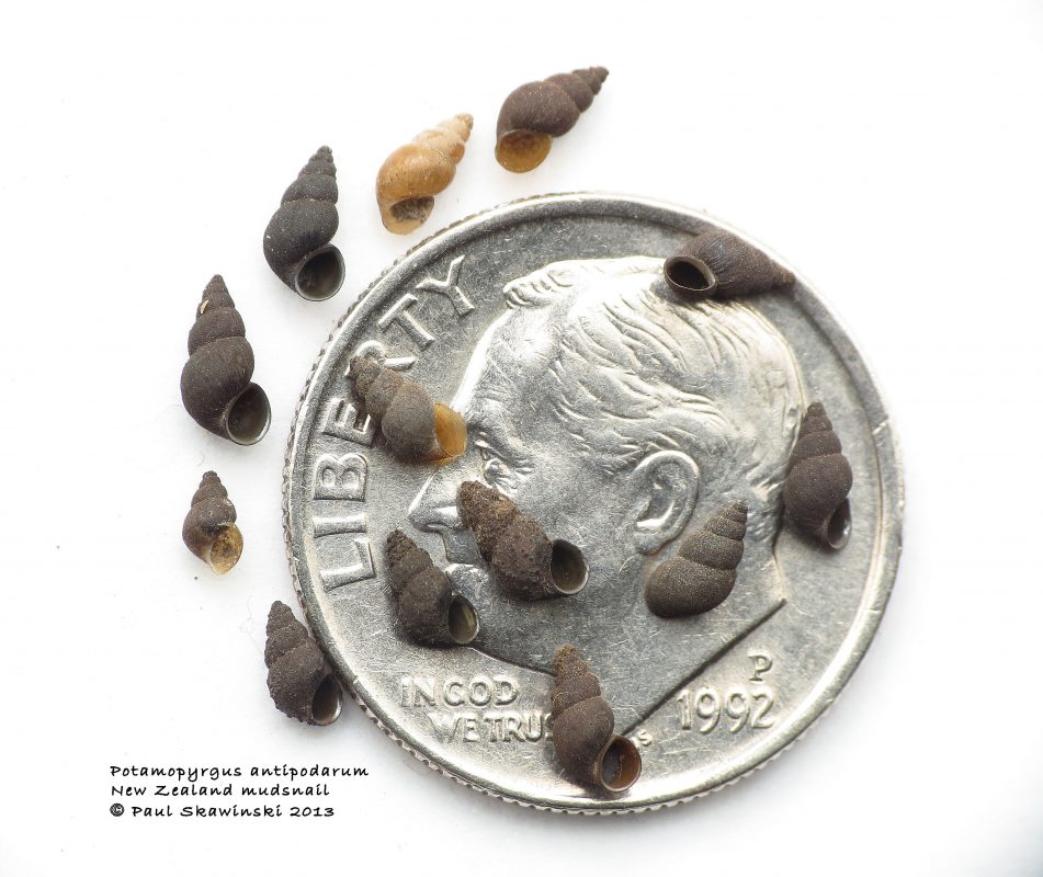 A close-up photo showing several microscopic New Zealand mudsnail shells on a U.S. dime for size comparison.