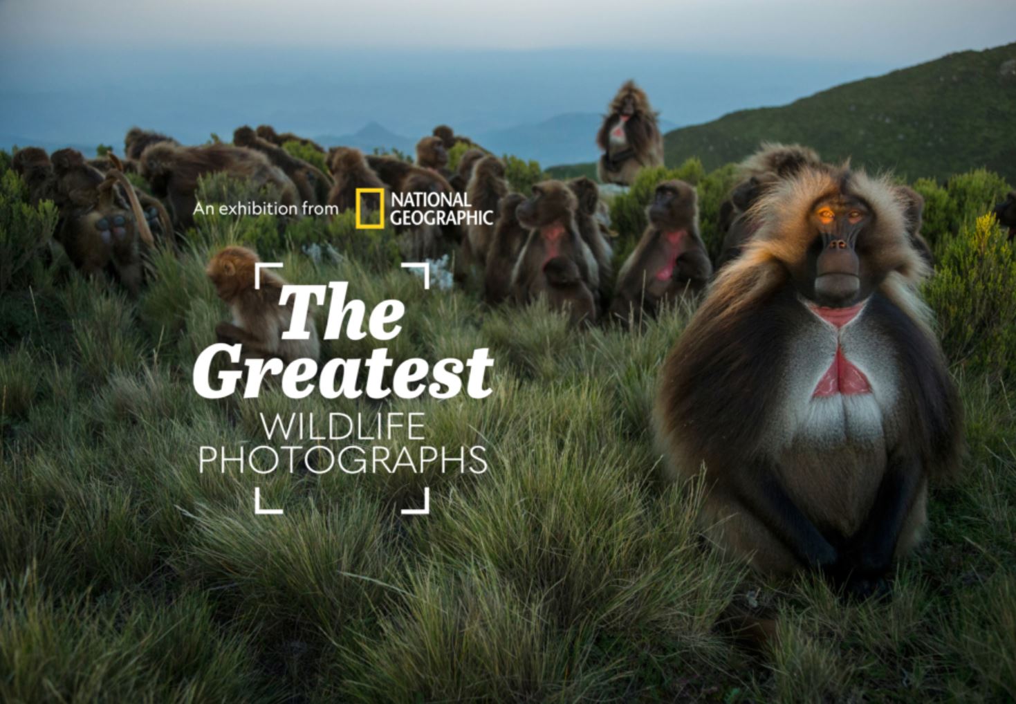 Photo of monkeys with text that says: An exhibition from National Geographic. The greatest wildlife photographs.