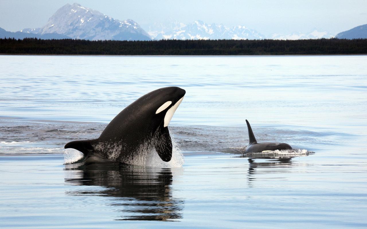 Two orcas swimming in water. One is starting to jump. Mountains and trees in background.