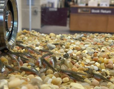 Salmon alevin swim in a tank below a camera lens