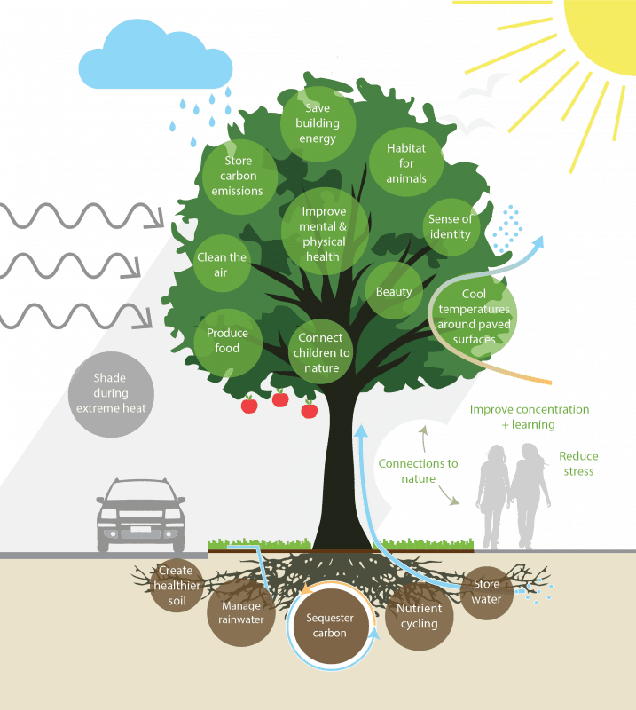 Graphic of a tree with text explaining all the benefits of trees, including nutrient cycling, food production, stress reduction, water storage, rainwater management, and shade.