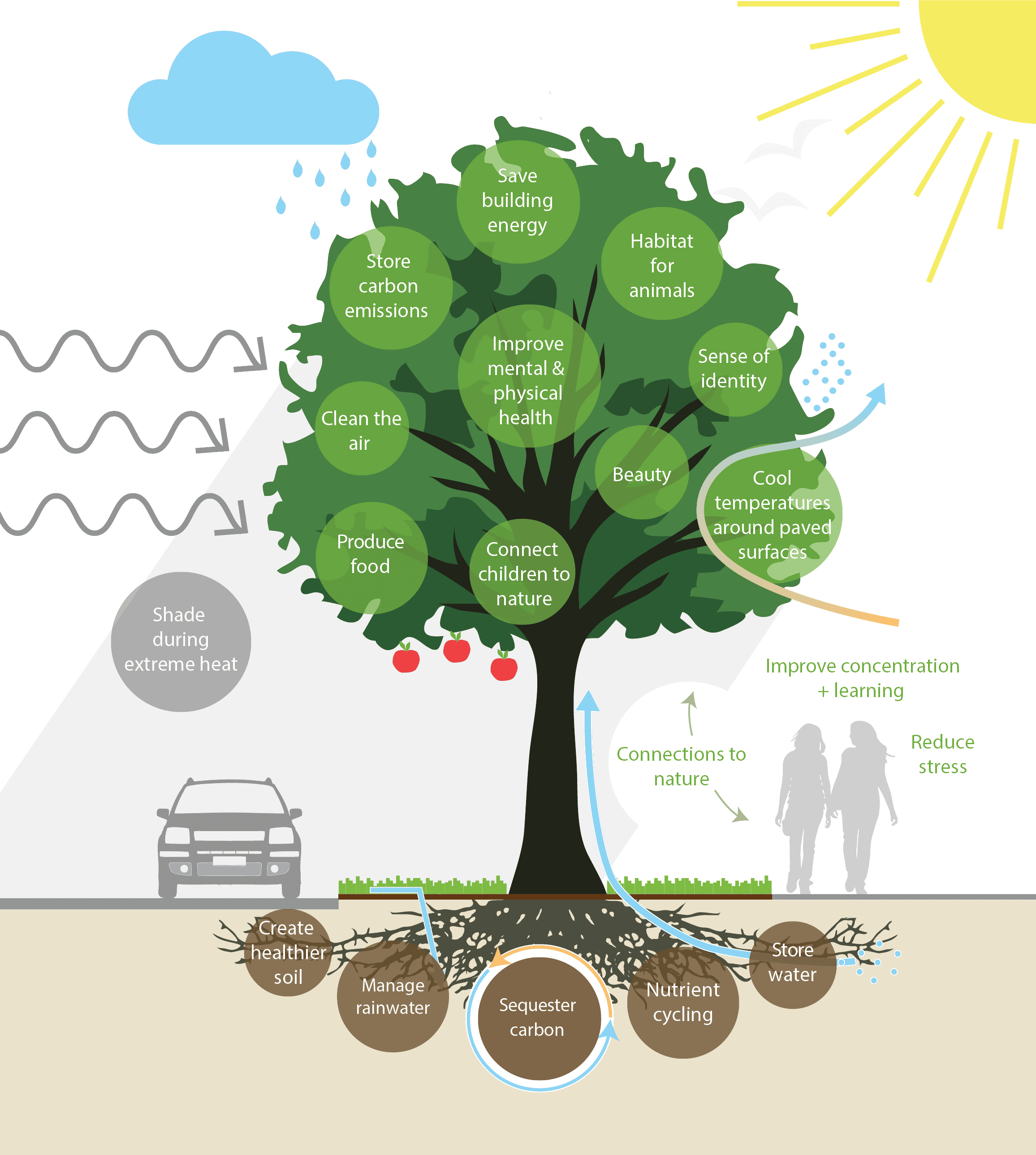 Planting Trees in Bellingham - City of Bellingham