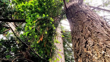 Looking up the side of a large evergreen tree.