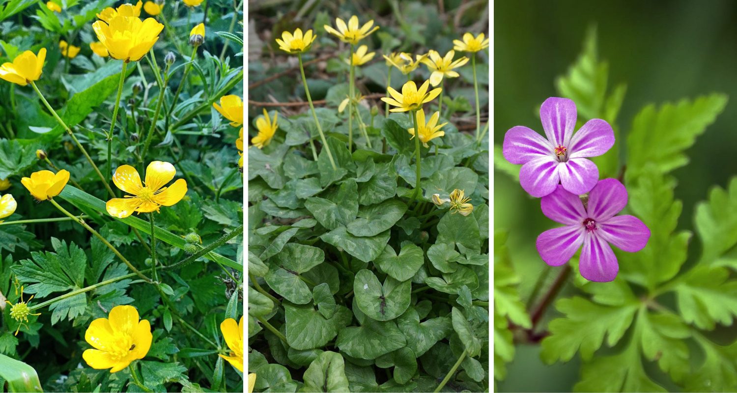Three photos of weeds side by side. Weed on left - creeping buttercup, a weed with deeply lobed leaves and small yellow flowers with five petals. Weed in center - fig buttercup, also known as lesser celandine, a weed with round-ish leaves and small yellow flowers. Weed on right - herb robert, a weed with deeply lobed leaves and small purple flowers with five petals