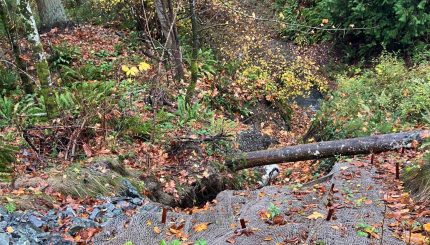 Forested creek area