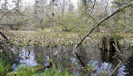 Pond with lilypads