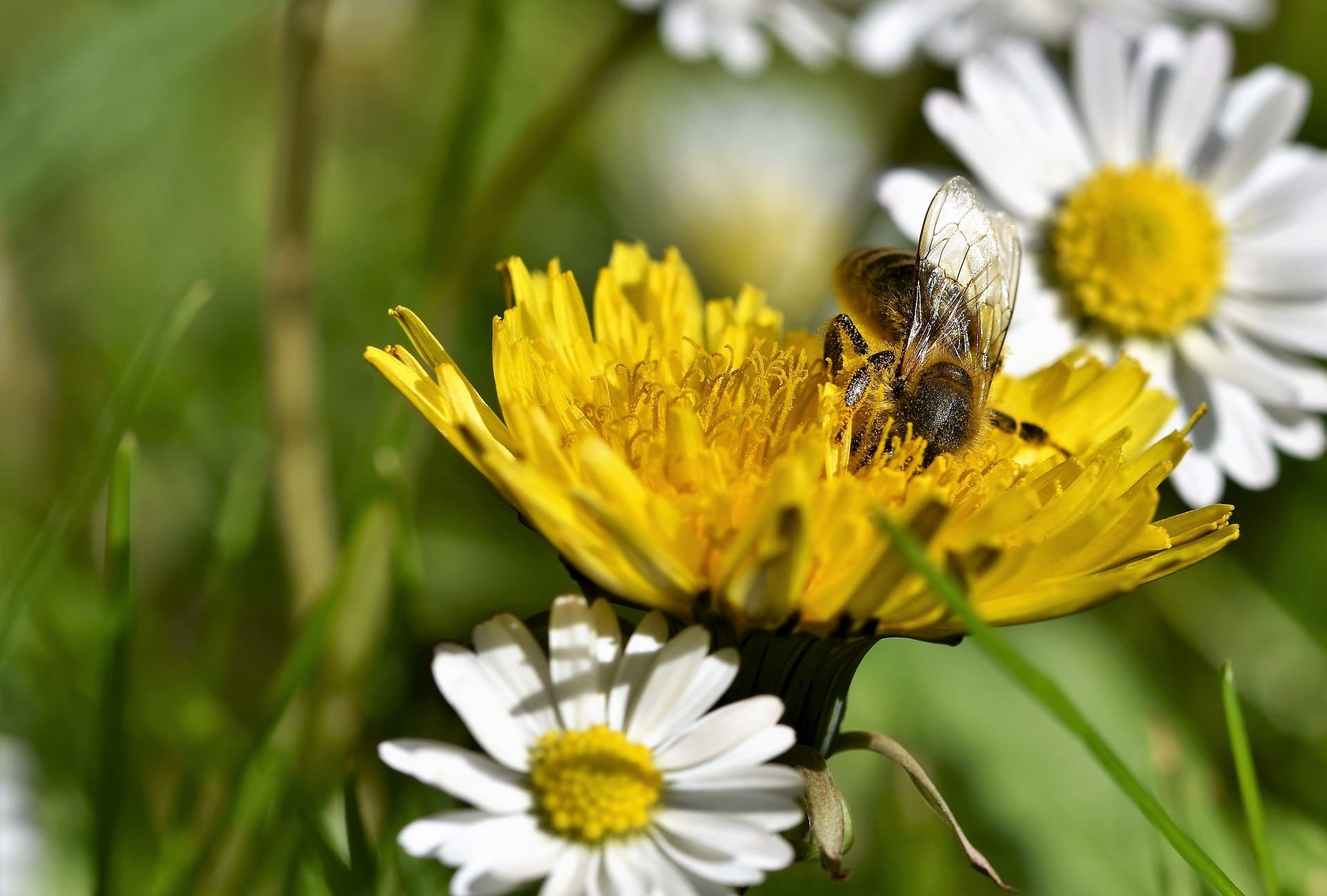 Bee on dandelion near lawn daisies