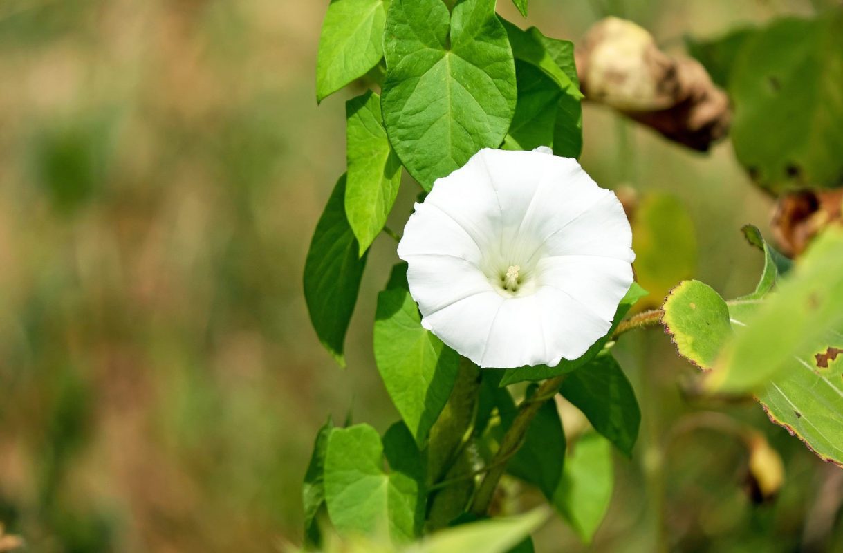 Bindweed vine with white flowers