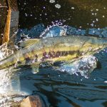 a chum salmon