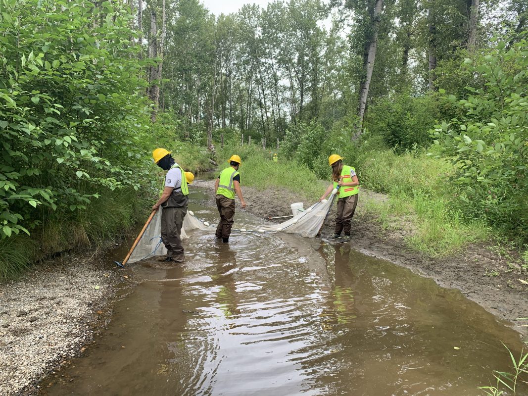 City staff using net to remove fish from Squalicum Creek as part of construction project