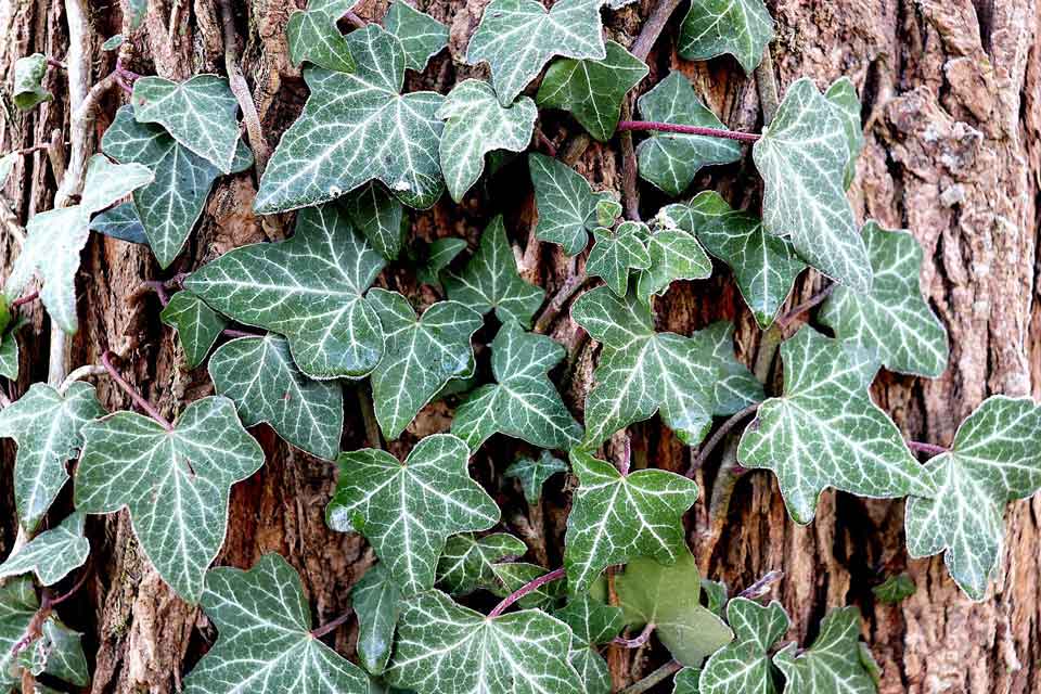 Close-up of English ivy on a tree.