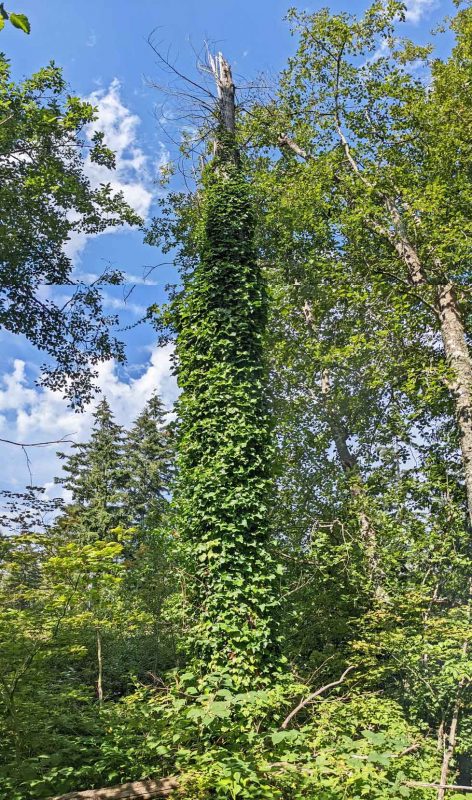 Tall tree completely covered in ivy with blue sky in background