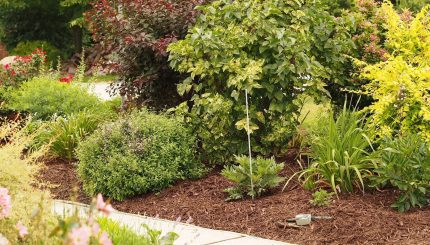 Mulched garden with a variety of shrubs