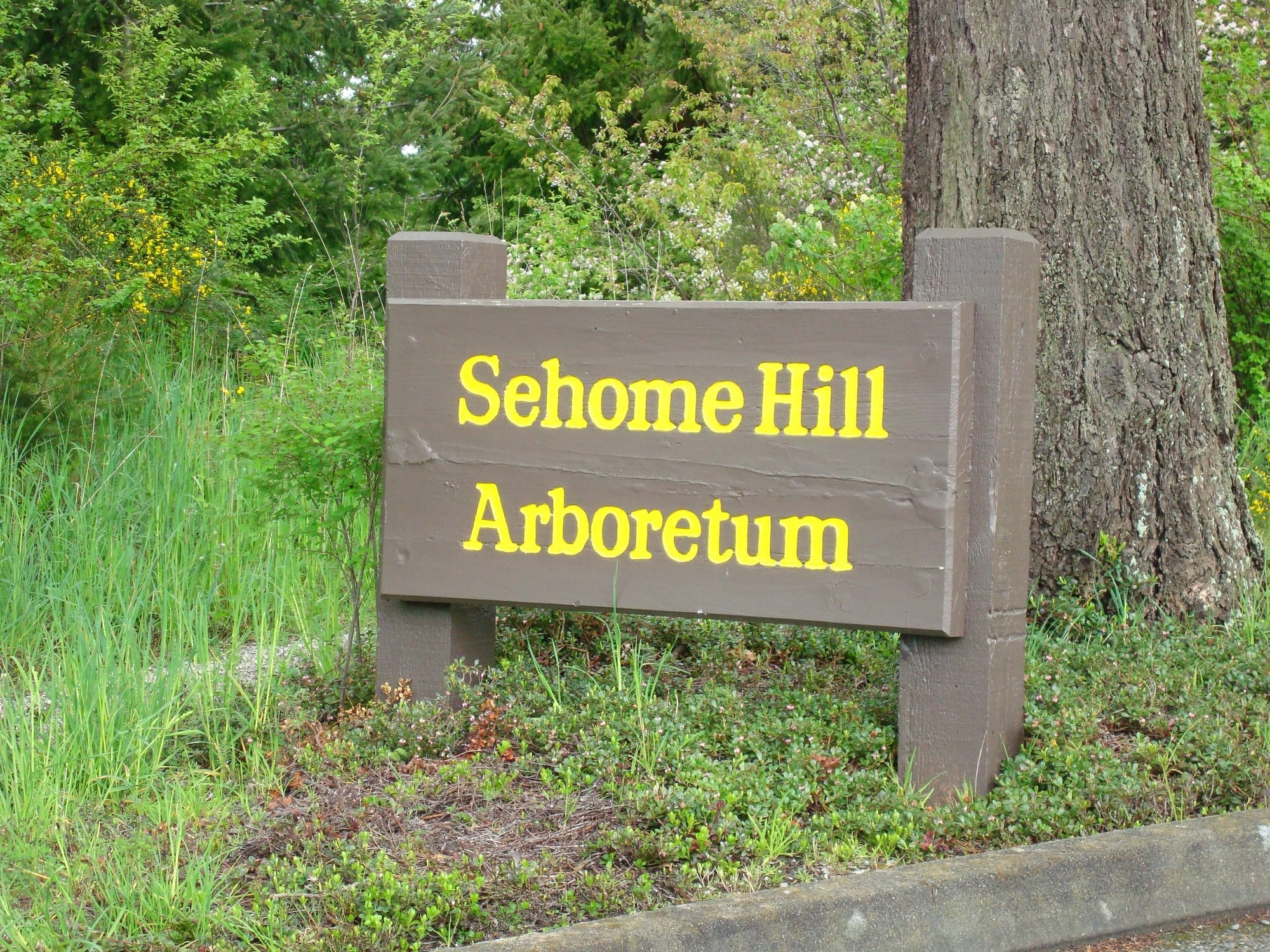 Sehome Hill Arboretum