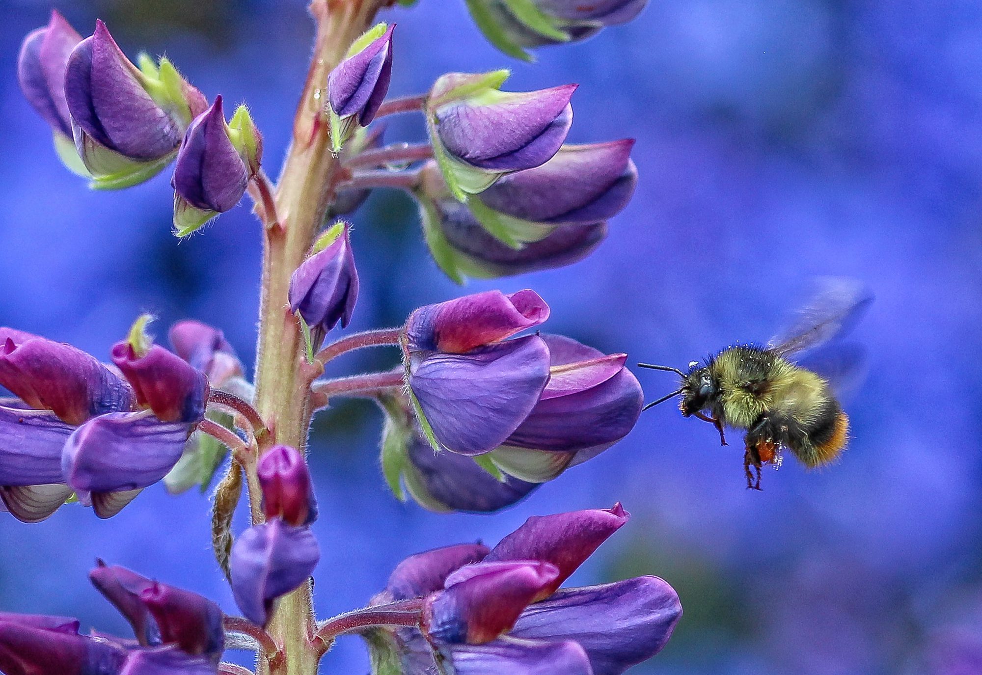 Bee hovering next to a flower