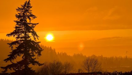 A Douglas fir silhouette
