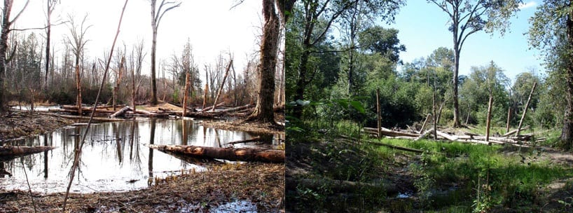Salmon Park before and after replanting