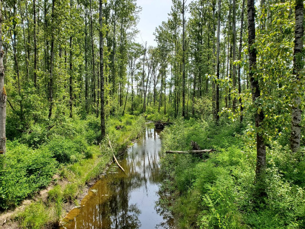 Creek flowing among trees.